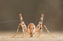BUITEN BEELD Foto: 262742