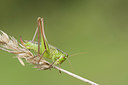 BUITEN BEELD Foto: 262751