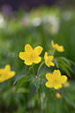 BUITEN BEELD Foto: 262783