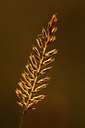 BUITEN BEELD Foto: 262907