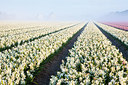 BUITEN BEELD Foto: 262939