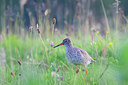 BUITEN BEELD Foto: 262958