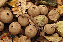 BUITEN BEELD Foto: 262970