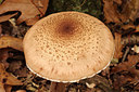 BUITEN BEELD Foto: 262973