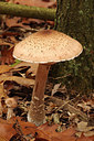 BUITEN BEELD Foto: 262974