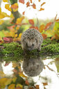 BUITEN BEELD Foto: 263014