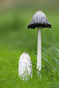 BUITEN BEELD Foto: 263028