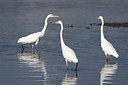 BUITEN BEELD Foto: 263045