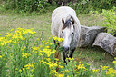 BUITEN BEELD Foto: 263098