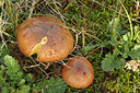 BUITEN BEELD Foto: 263180