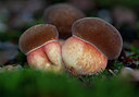 BUITEN BEELD Foto: 263252