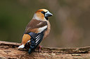 BUITEN BEELD Foto: 263300