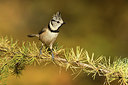 BUITEN BEELD Foto: 263321