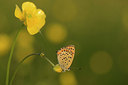 BUITEN BEELD Foto: 263330