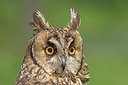 BUITEN BEELD Foto: 263380