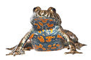 BUITEN BEELD Foto: 263433