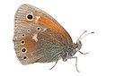 BUITEN BEELD Foto: 263439
