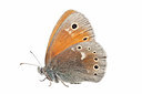 BUITEN BEELD Foto: 263450