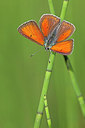 BUITEN BEELD Foto: 263522
