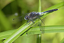 BUITEN BEELD Foto: 263530