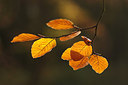 BUITEN BEELD Foto: 263545