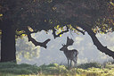 BUITEN BEELD Foto: 263680