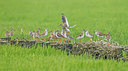 BUITEN BEELD Foto: 263752