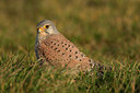 BUITEN BEELD Foto: 263782