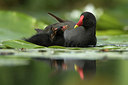 BUITEN BEELD Foto: 263812