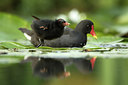 BUITEN BEELD Foto: 263813