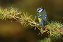 BUITEN BEELD Foto: 263817
