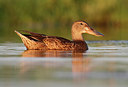 BUITEN BEELD Foto: 263863