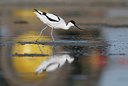 BUITEN BEELD Foto: 263867
