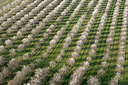 BUITEN BEELD Foto: 264201