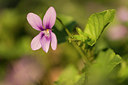 BUITEN BEELD Foto: 264255