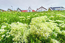 BUITEN BEELD Foto: 264390