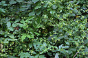 BUITEN BEELD Foto: 264661