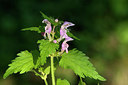 BUITEN BEELD Foto: 264662