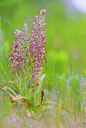 BUITEN BEELD Foto: 264687