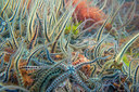 BUITEN BEELD Foto: 264738