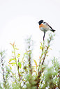 BUITEN BEELD Foto: 264758