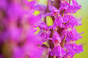 BUITEN BEELD Foto: 264797