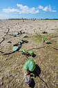 BUITEN BEELD Foto: 264823