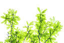 BUITEN BEELD Foto: 264864