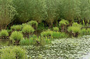 BUITEN BEELD Foto: 264875