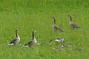 BUITEN BEELD Foto: 264909