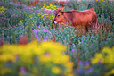 BUITEN BEELD Foto: 265012