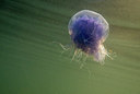 BUITEN BEELD Foto: 265034