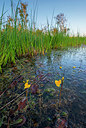 BUITEN BEELD Foto: 265036