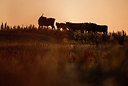BUITEN BEELD Foto: 265067